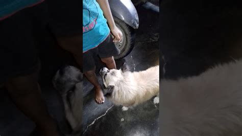 man fuck dog pussy|Aroused man deep fucks a dog until sperm floods its cunt